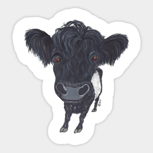 BELTED GALLOWAY Sticker